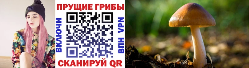 Галлюциногенные грибы мицелий  купить наркотик  Сургут 